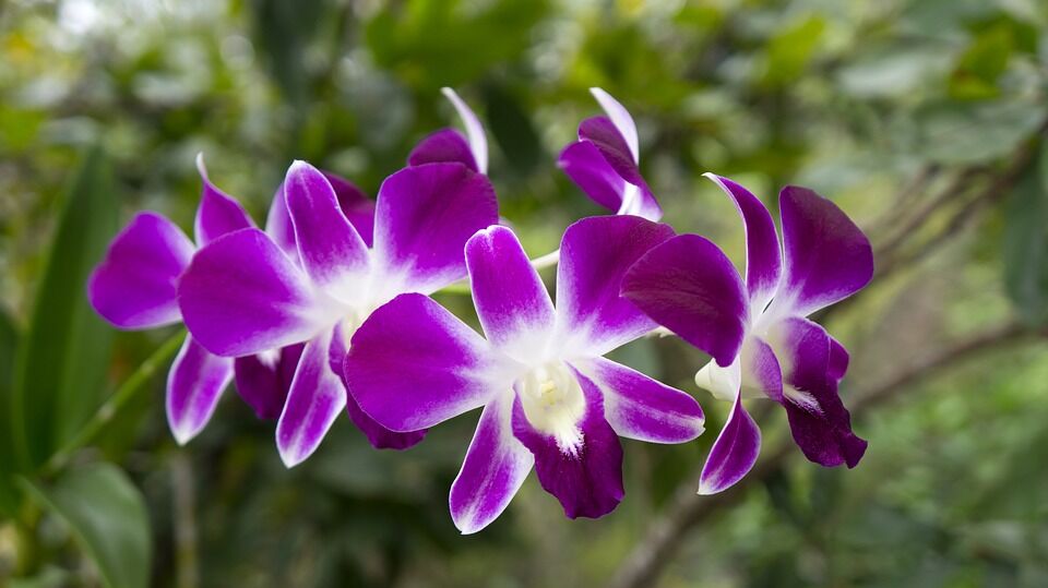 orchids 3055481 960 720